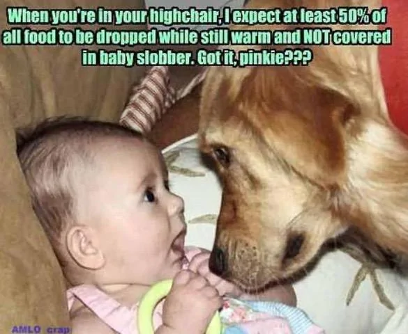 Highchair.webp