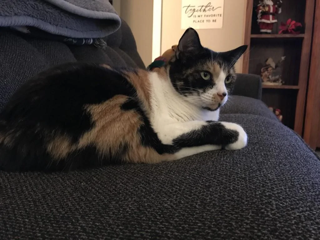 Iddy 02.webp