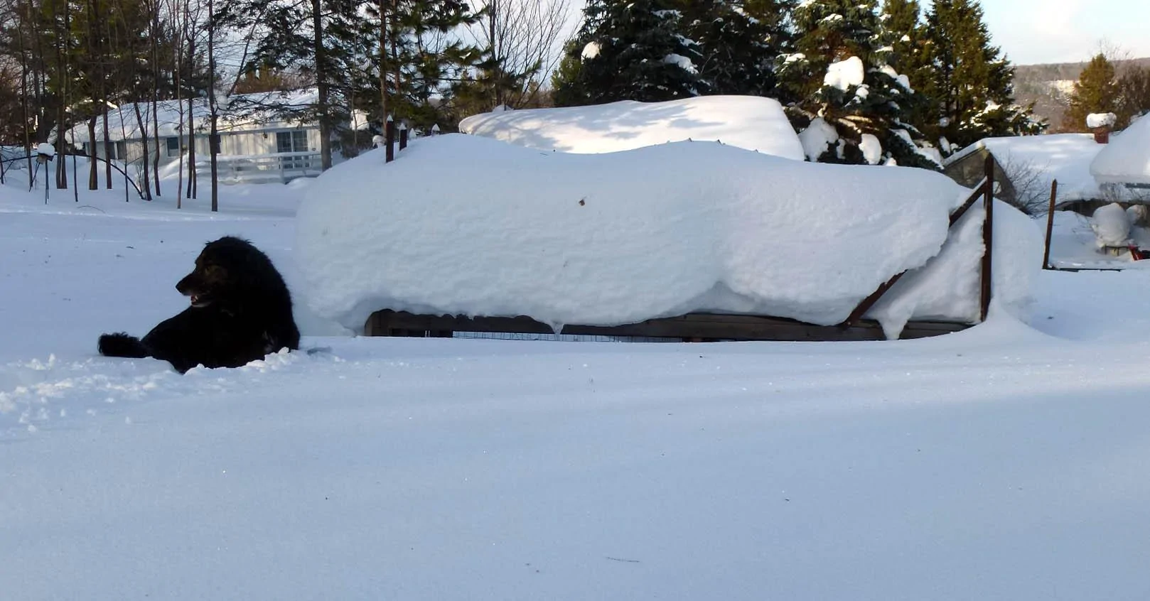 Gromit in yard snow.b.jpg