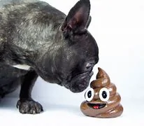 dog poop.webp