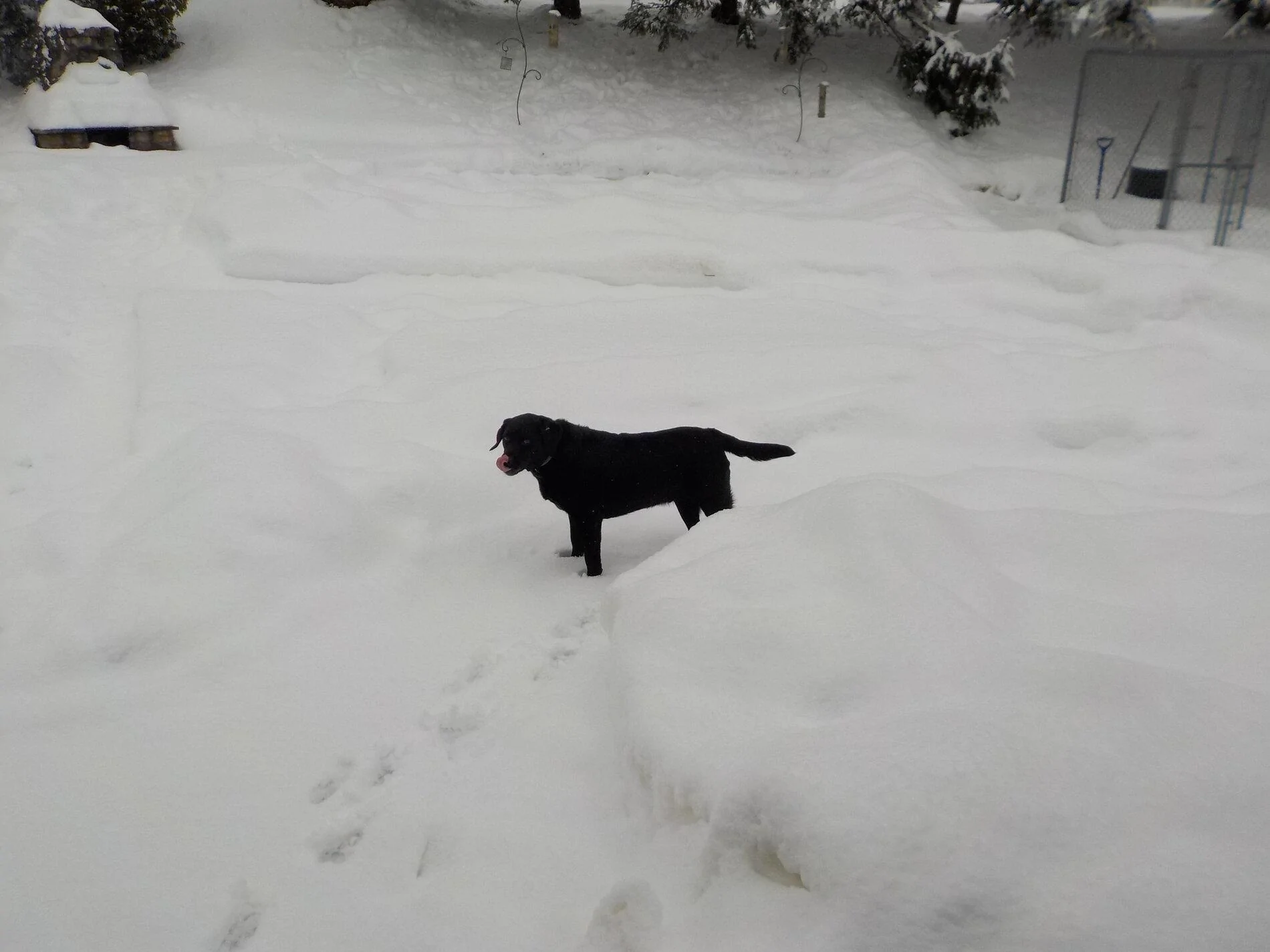 in the snow.webp