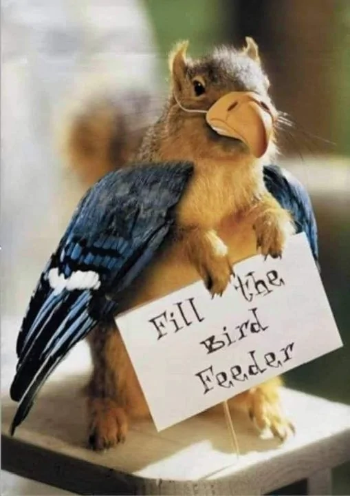 bird feeder.jpg