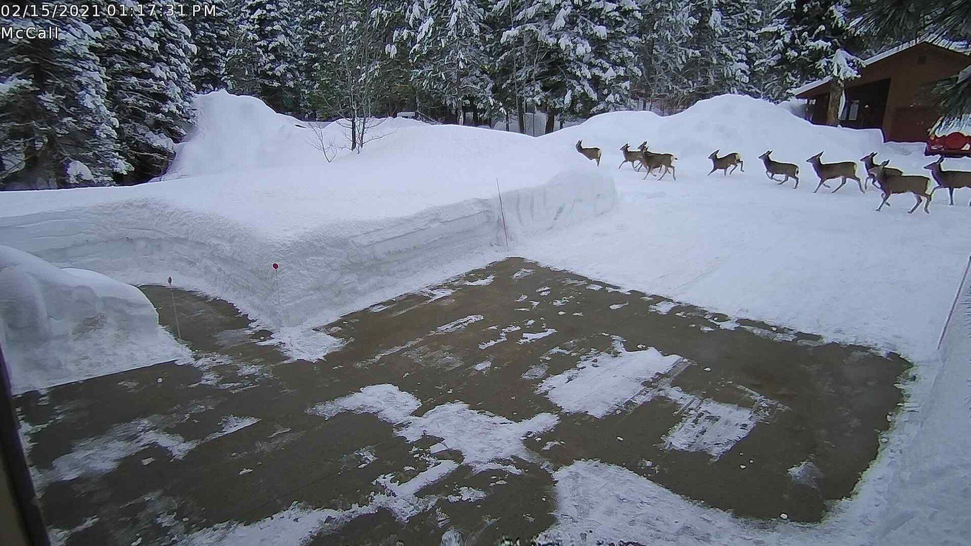 48 snow and deer.jpg