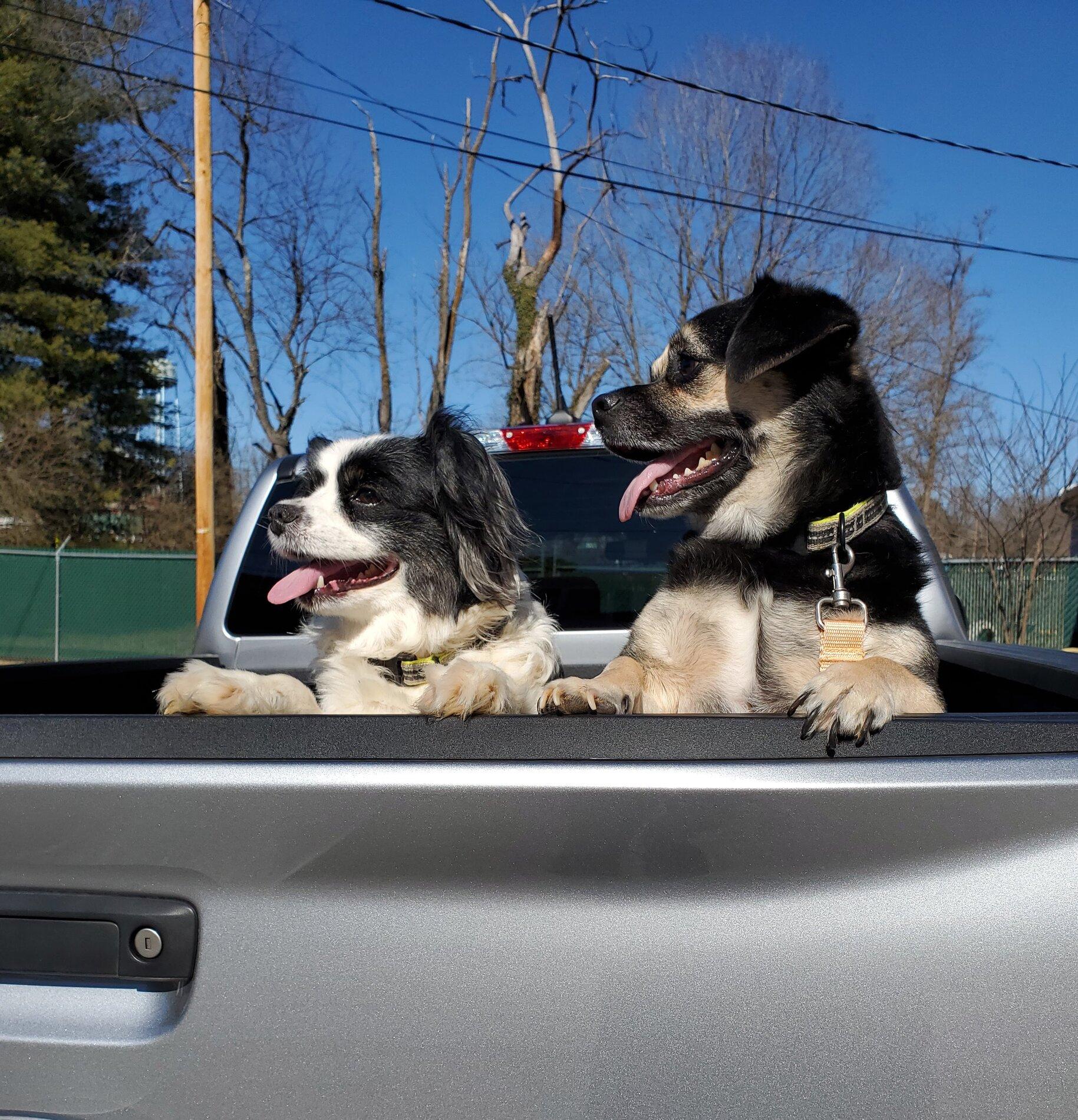 dogsinback.jpg