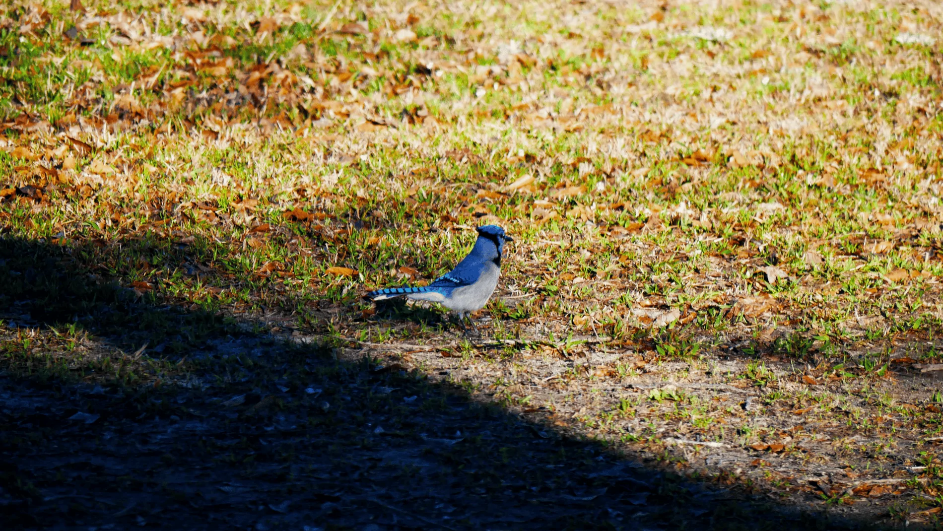 Bluejay1.webp