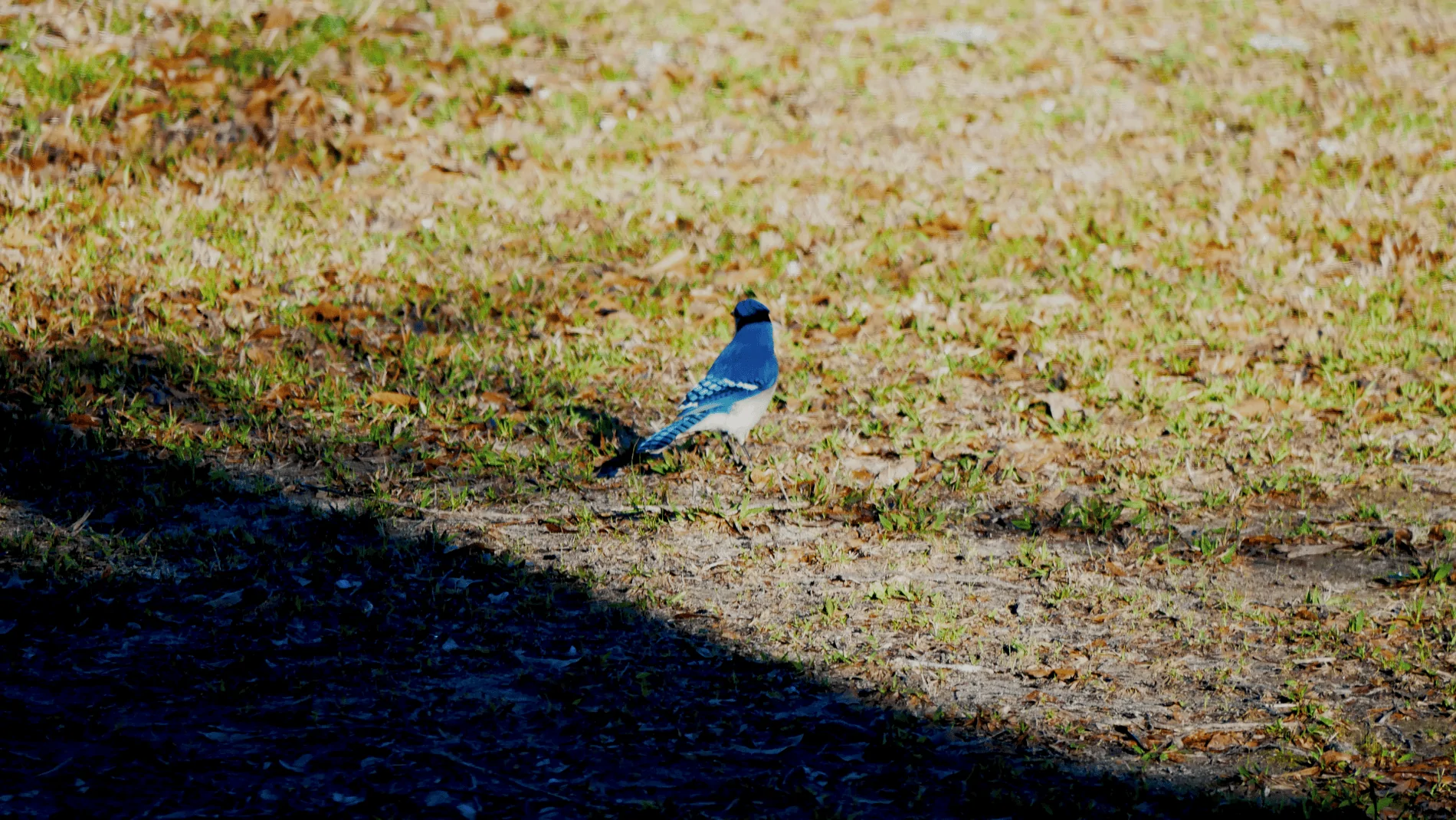 Bluejay2.webp