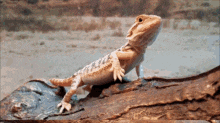 3243663F-BD3D-4B75-A13B-B2A0D4452368.gif
