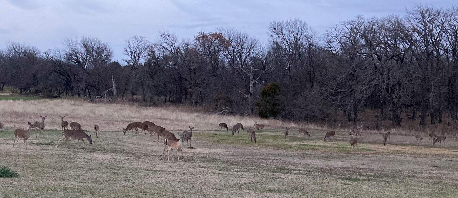 DeerThirty.JPG