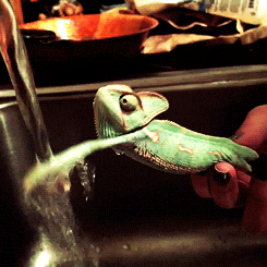 1845D464-218A-4159-9451-7933B7B6E4BD.gif