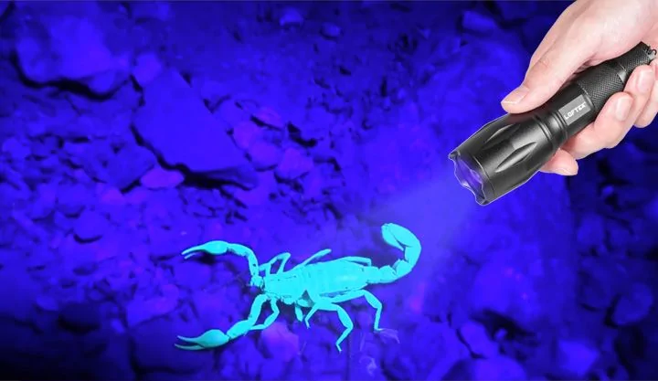 Scorpion.jpg