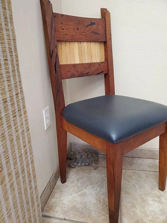 underchairsleeping.webp