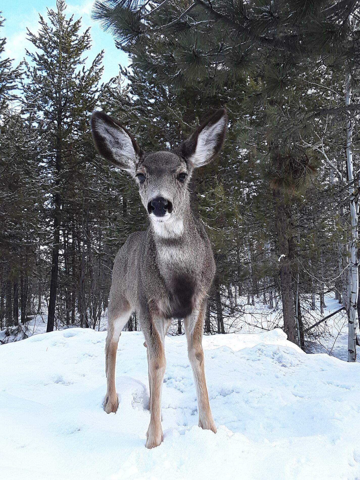 Doe 032321.jpg