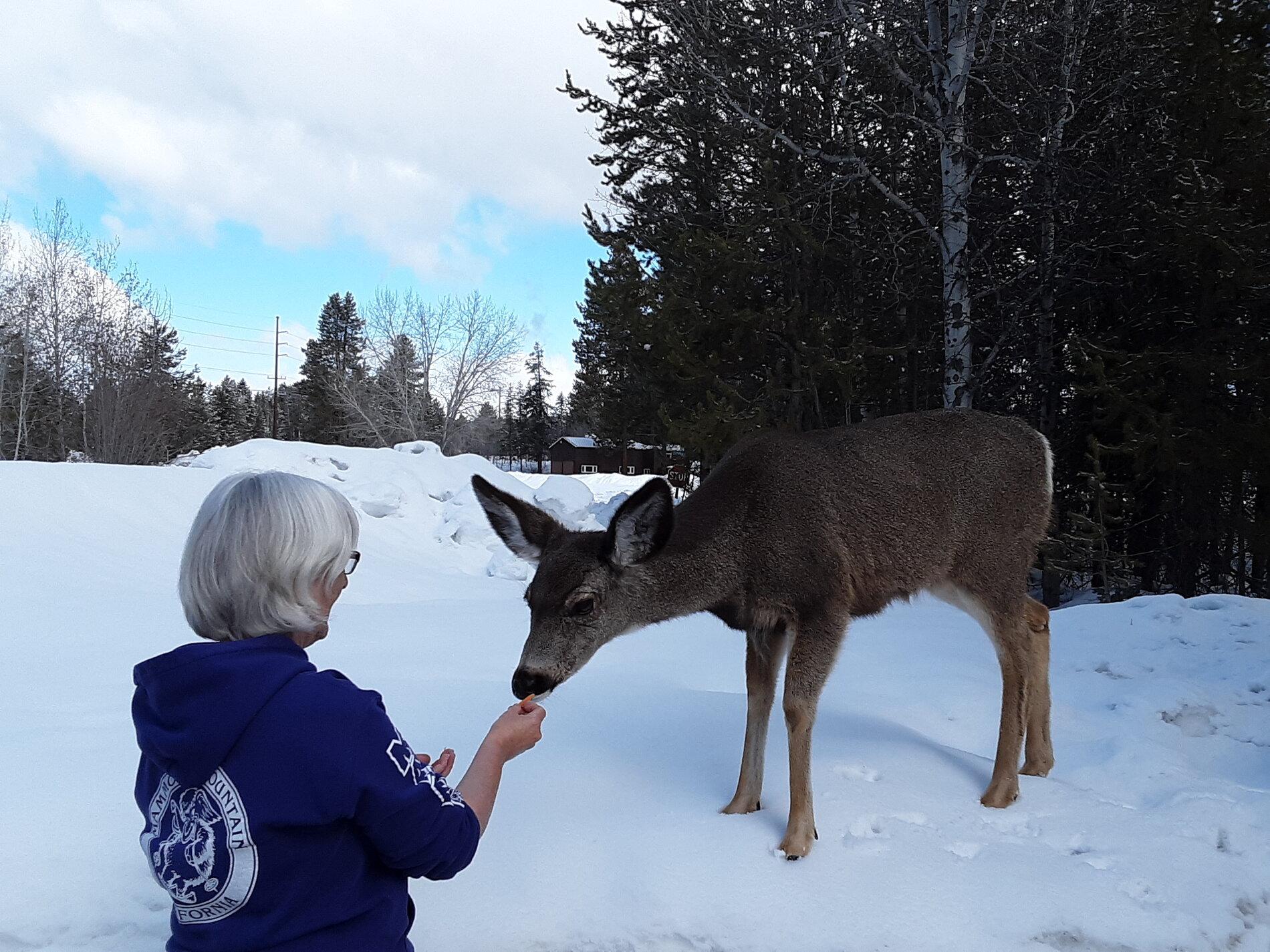 Doe carrot 032321.jpg