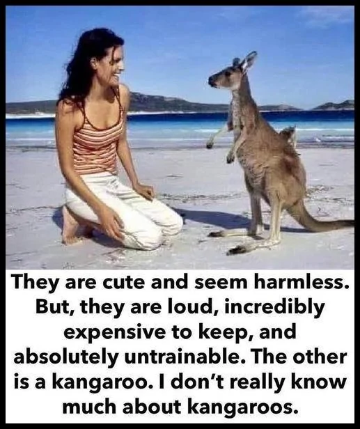 Kangaroo.webp