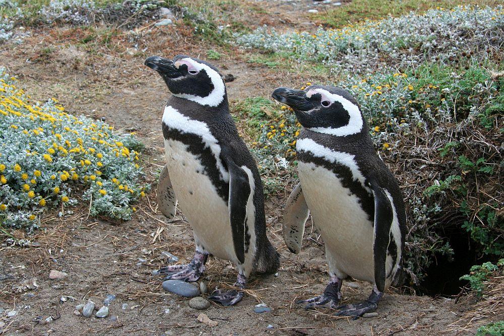 magellanic Penguins.jpg