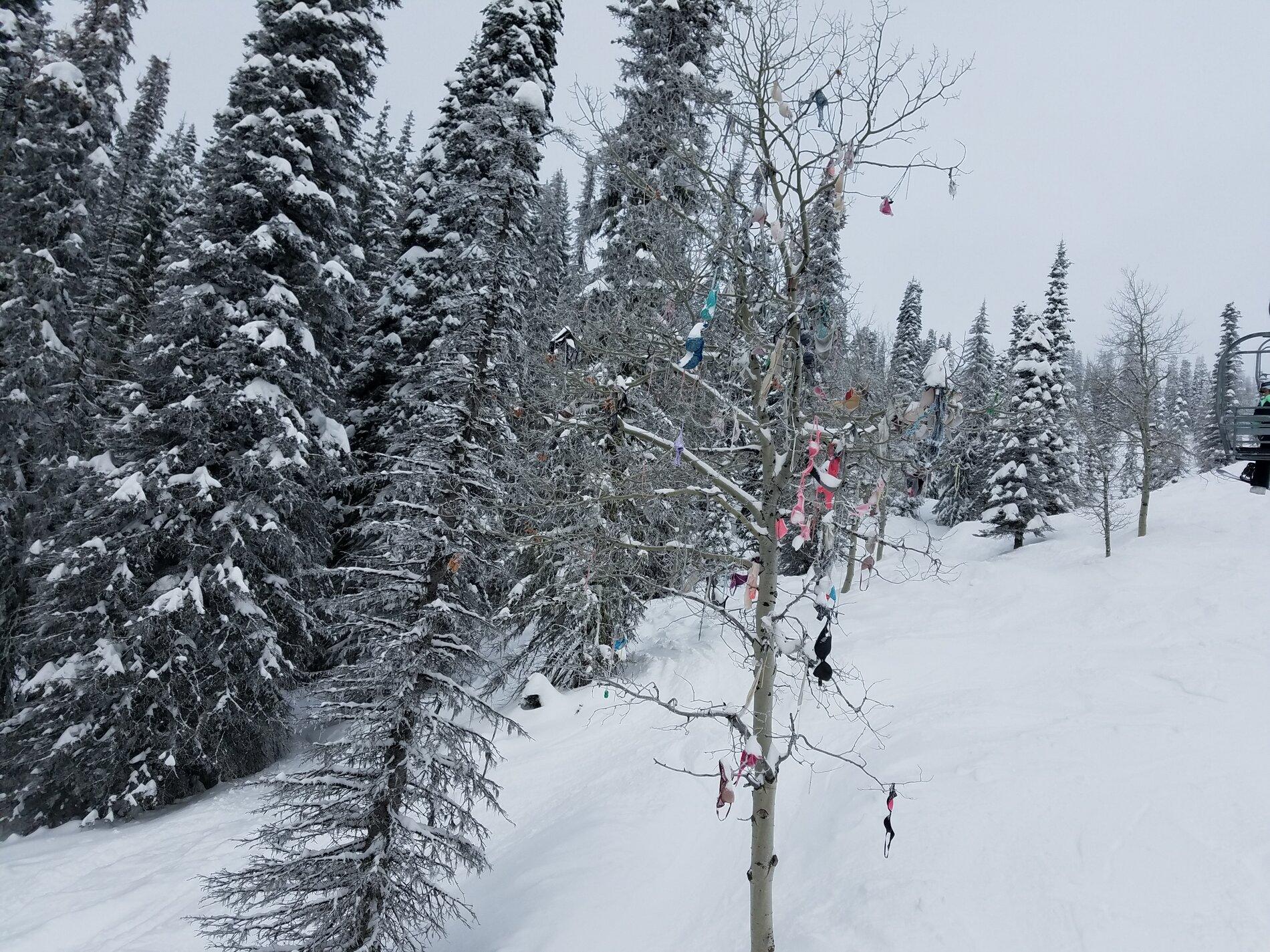 bra tree.jpg