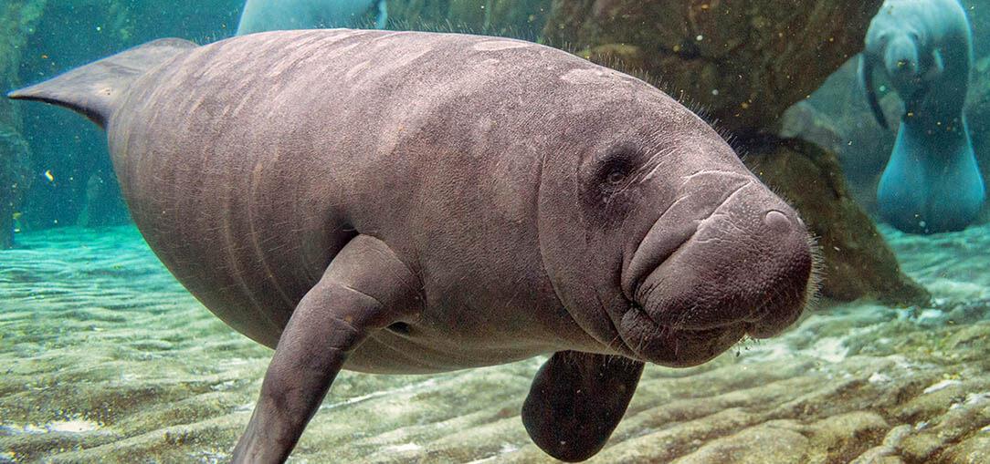 MANATEES.jpg