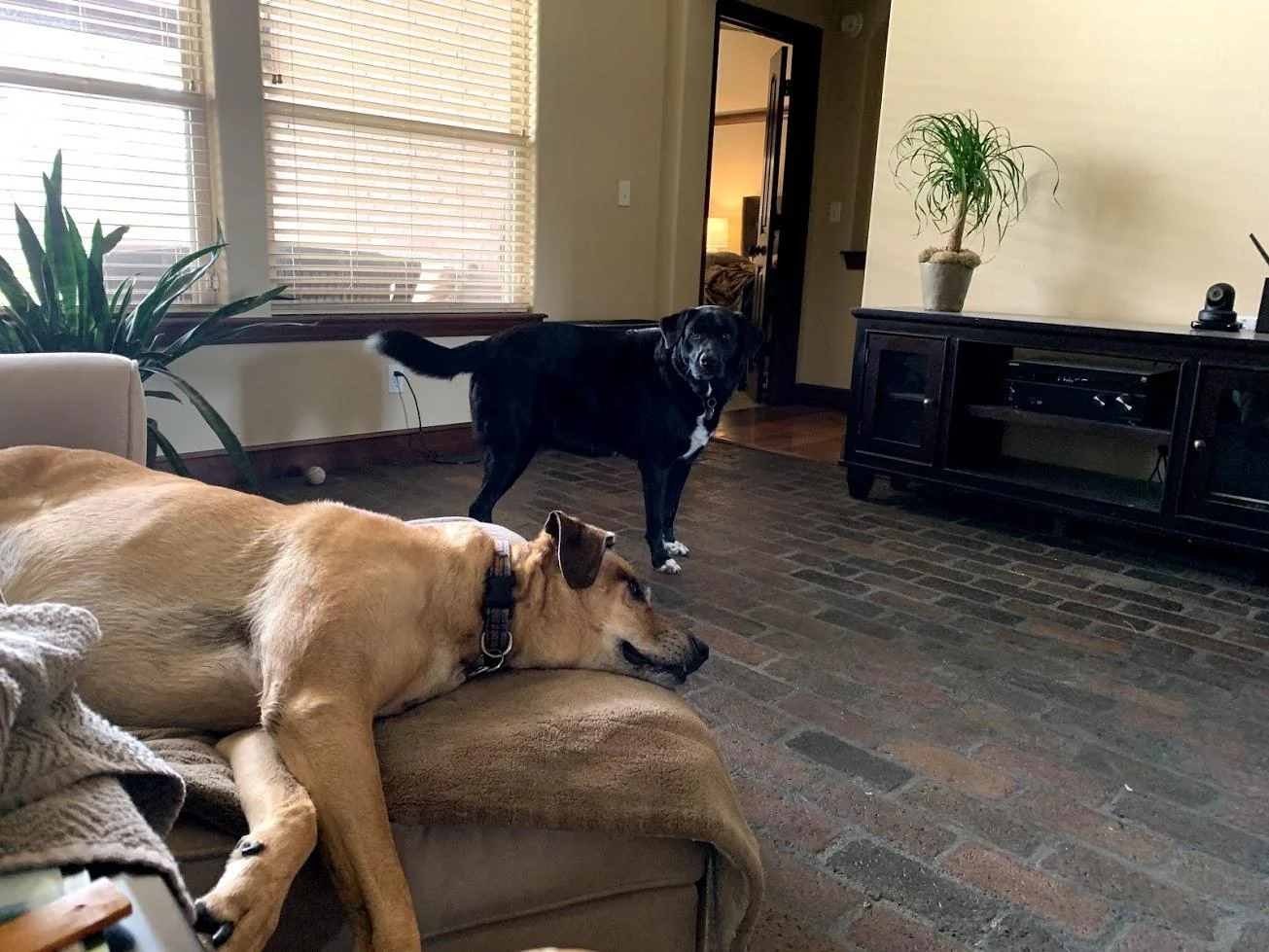 Milo_maggie_041021-1.webp