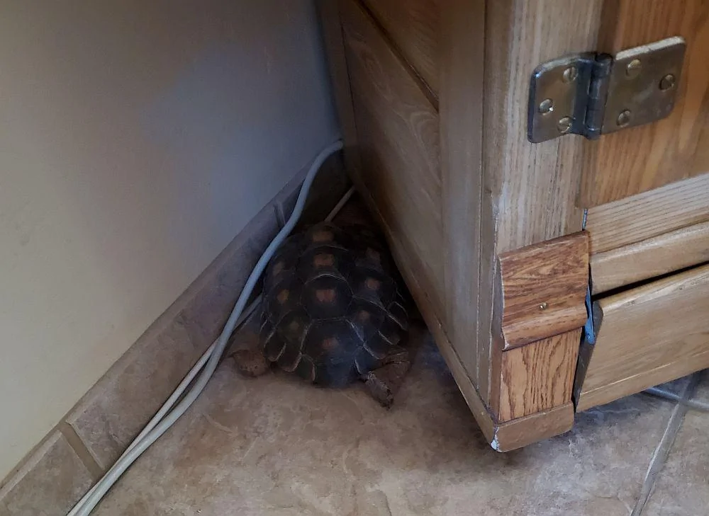 Titoliquorcabinet.webp
