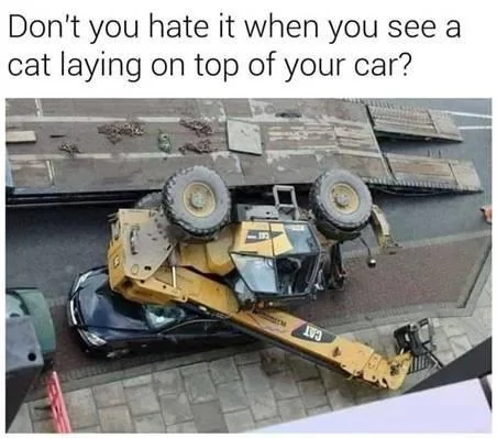 Catoncar.webp