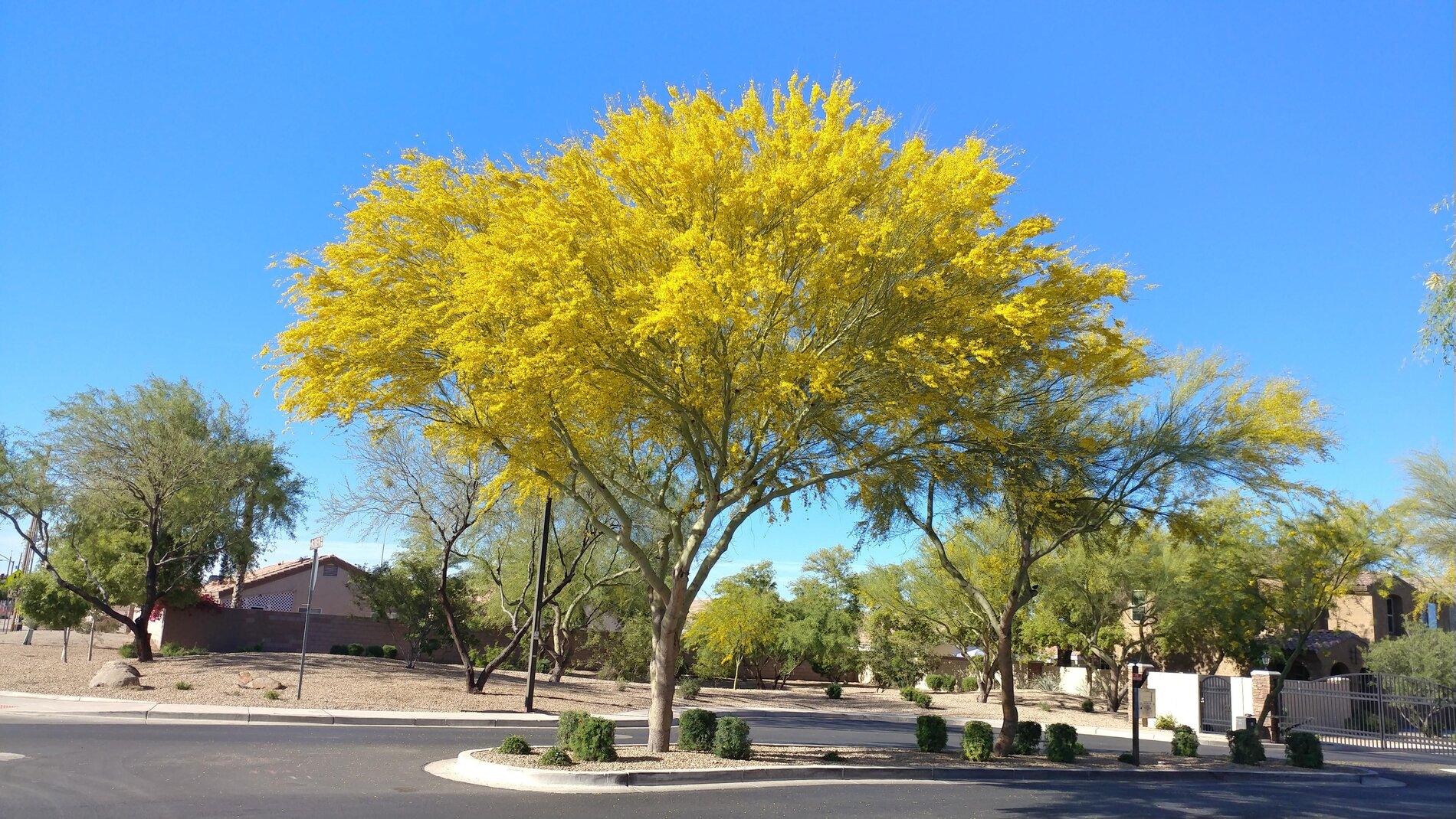 Palo Verde Tree.jpg