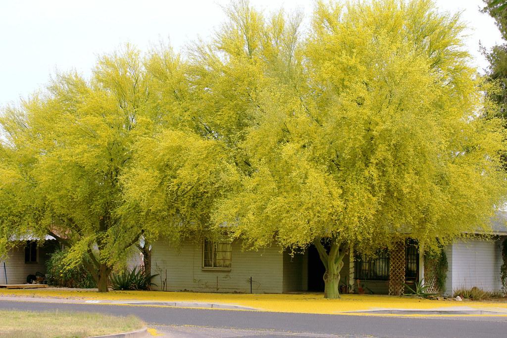 House Palo Verde.jpg