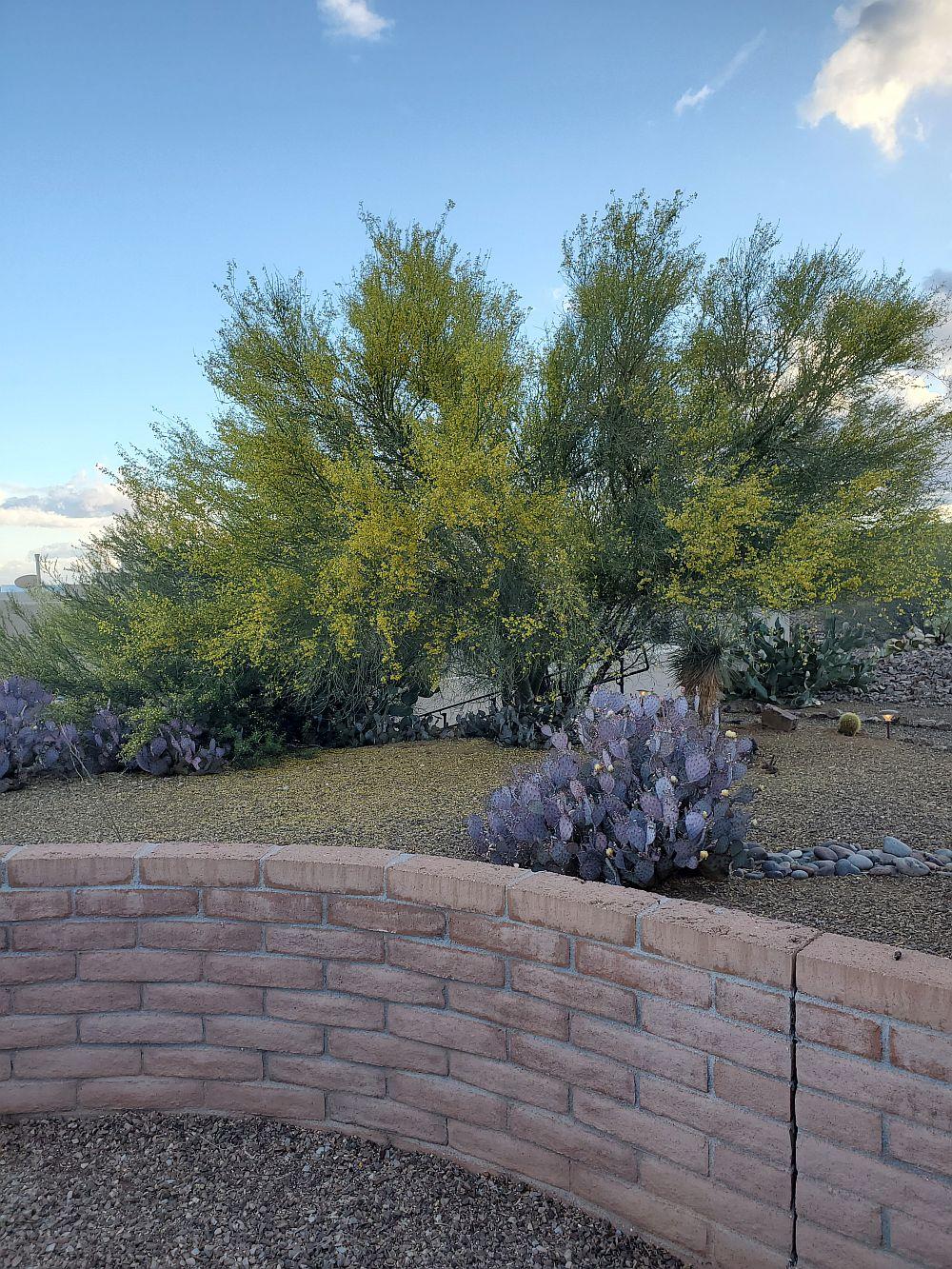 Paloverde.jpg