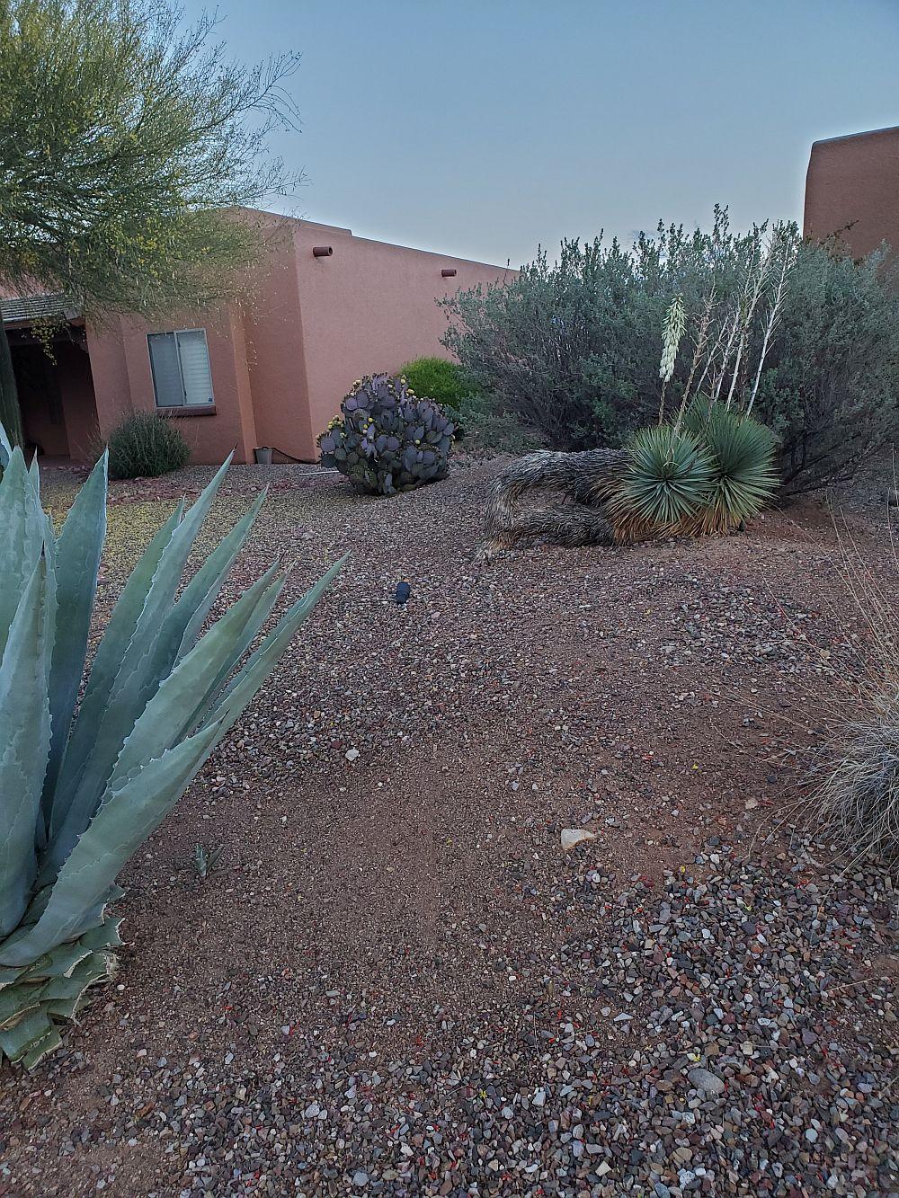 joshuatree.jpg