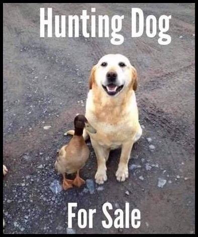 Hunting Dog For Sale.jpg
