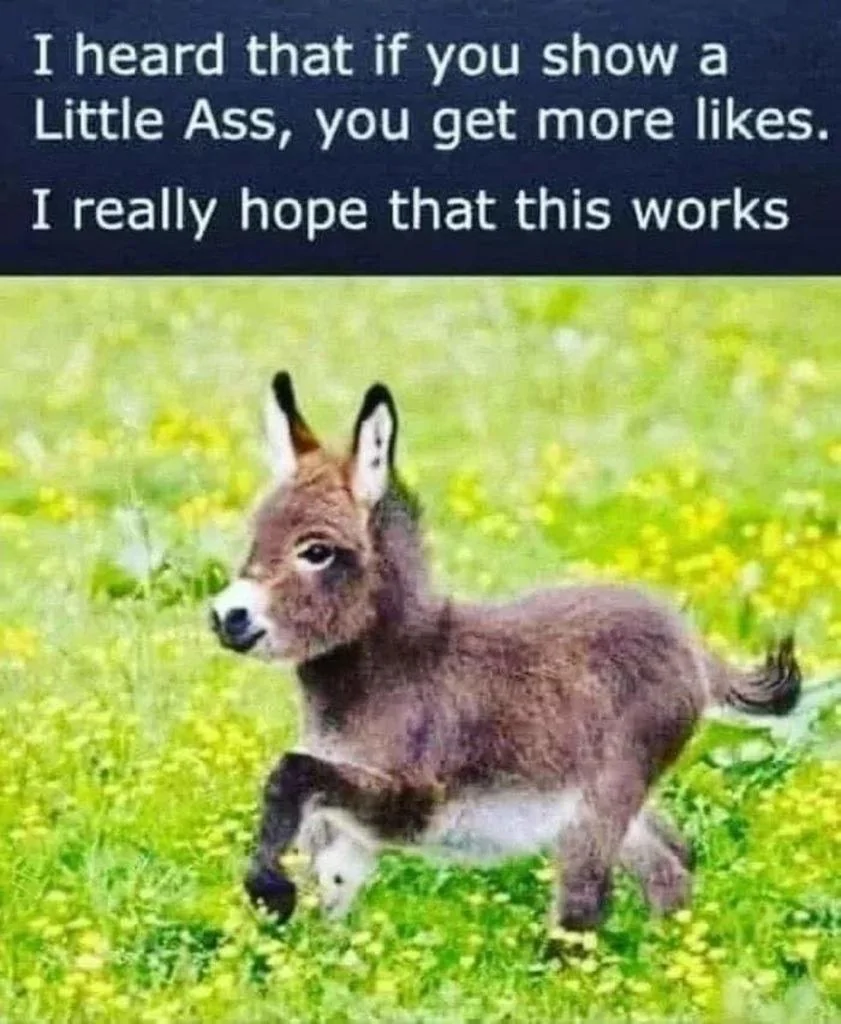 Little Ass.webp