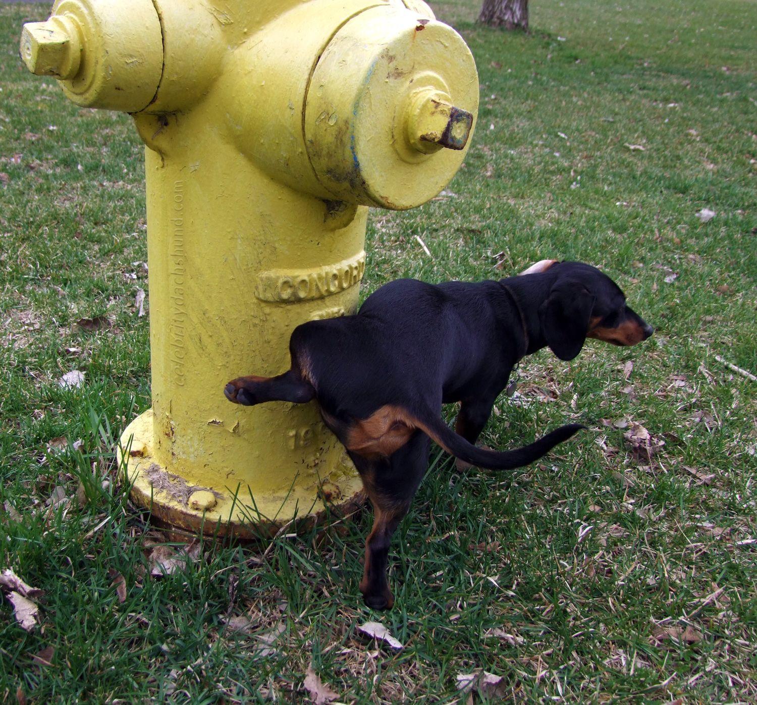 Dog:Yellow Fire Hydrant.jpg