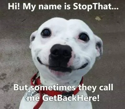 dog.webp