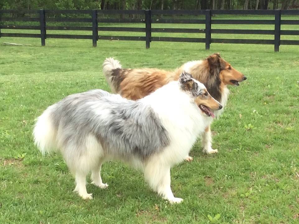 doggies.jpg