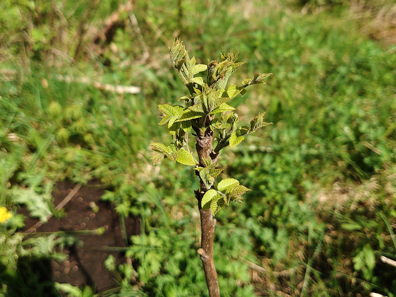 DSC_0465.jpg