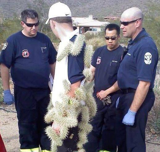 cholla.jpg