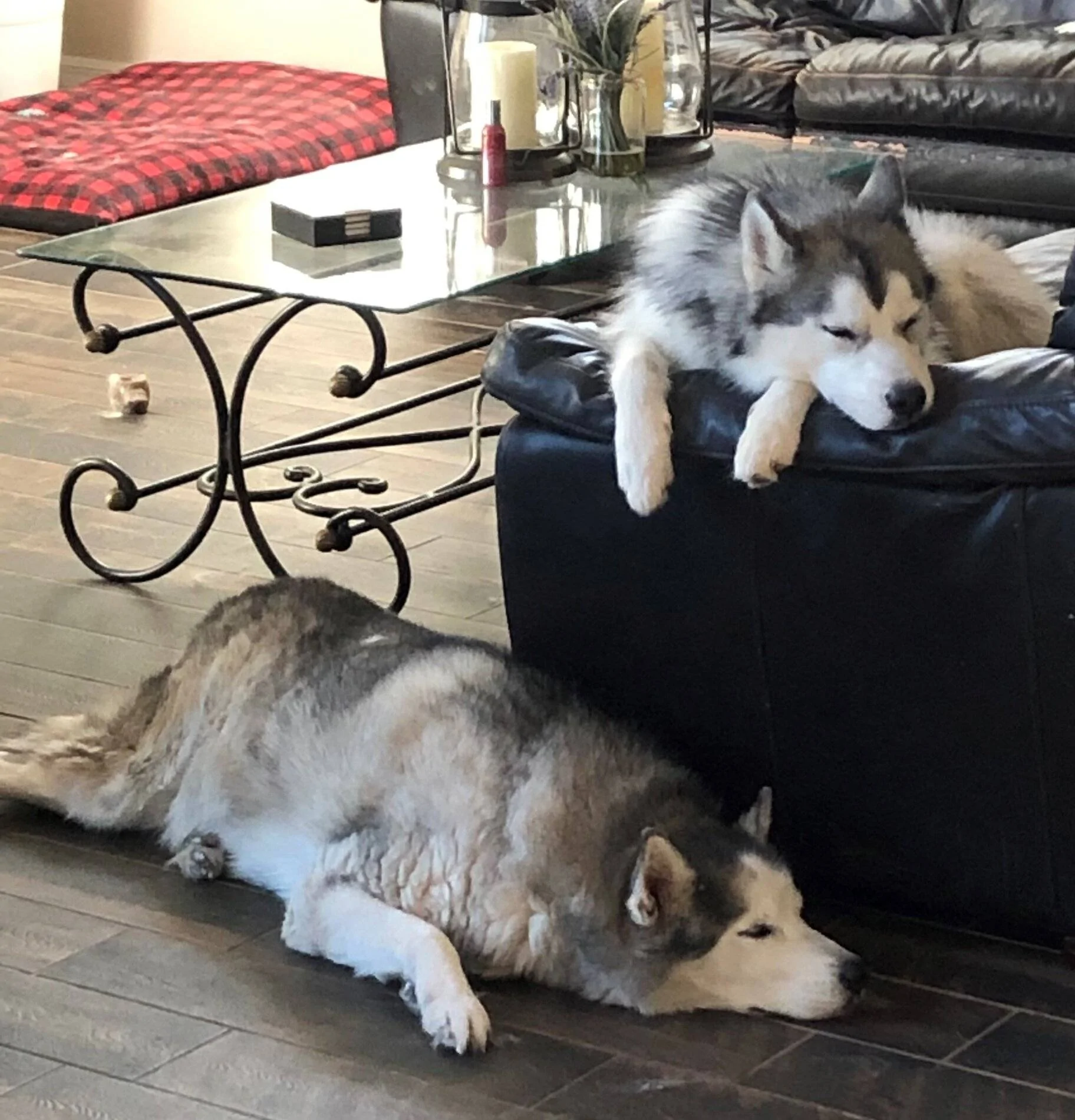 dogs2.webp