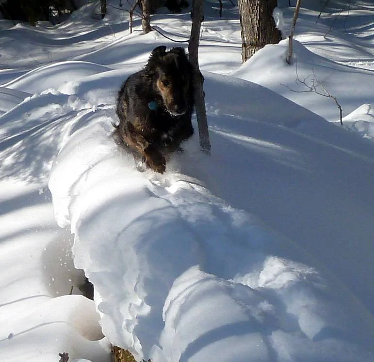 Gromit bounds on log at Perrault lake (DL).webp