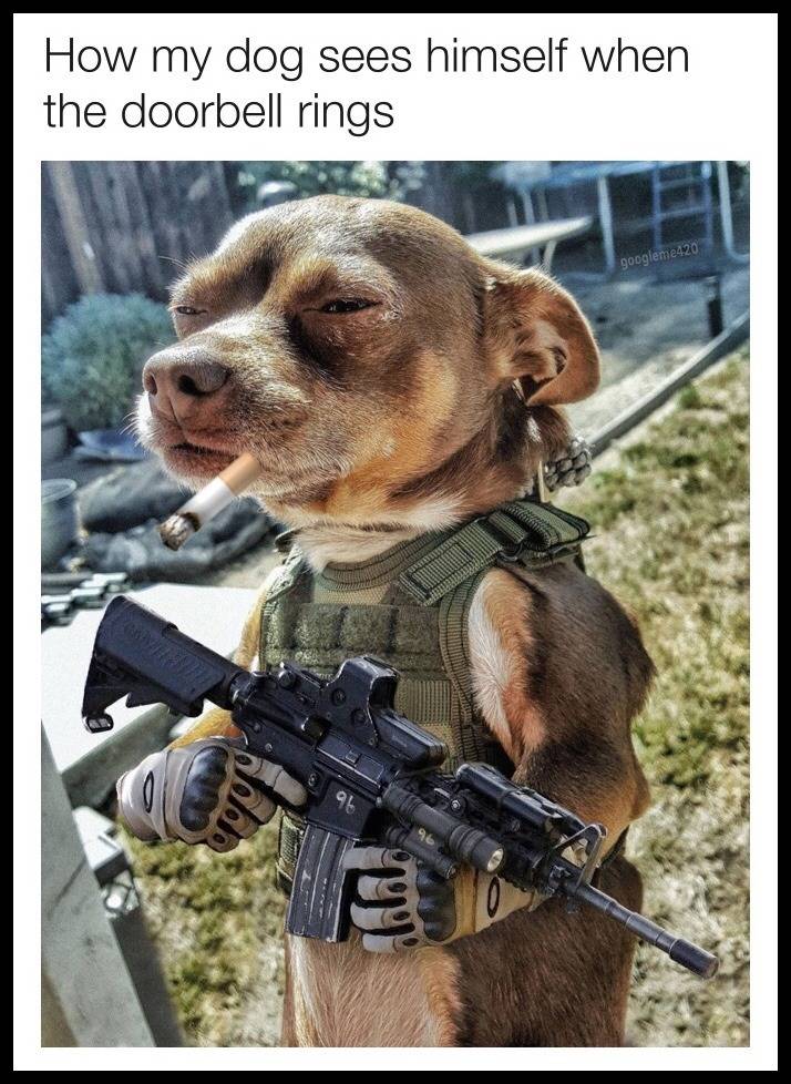 How My Dog Sees Himself.jpg