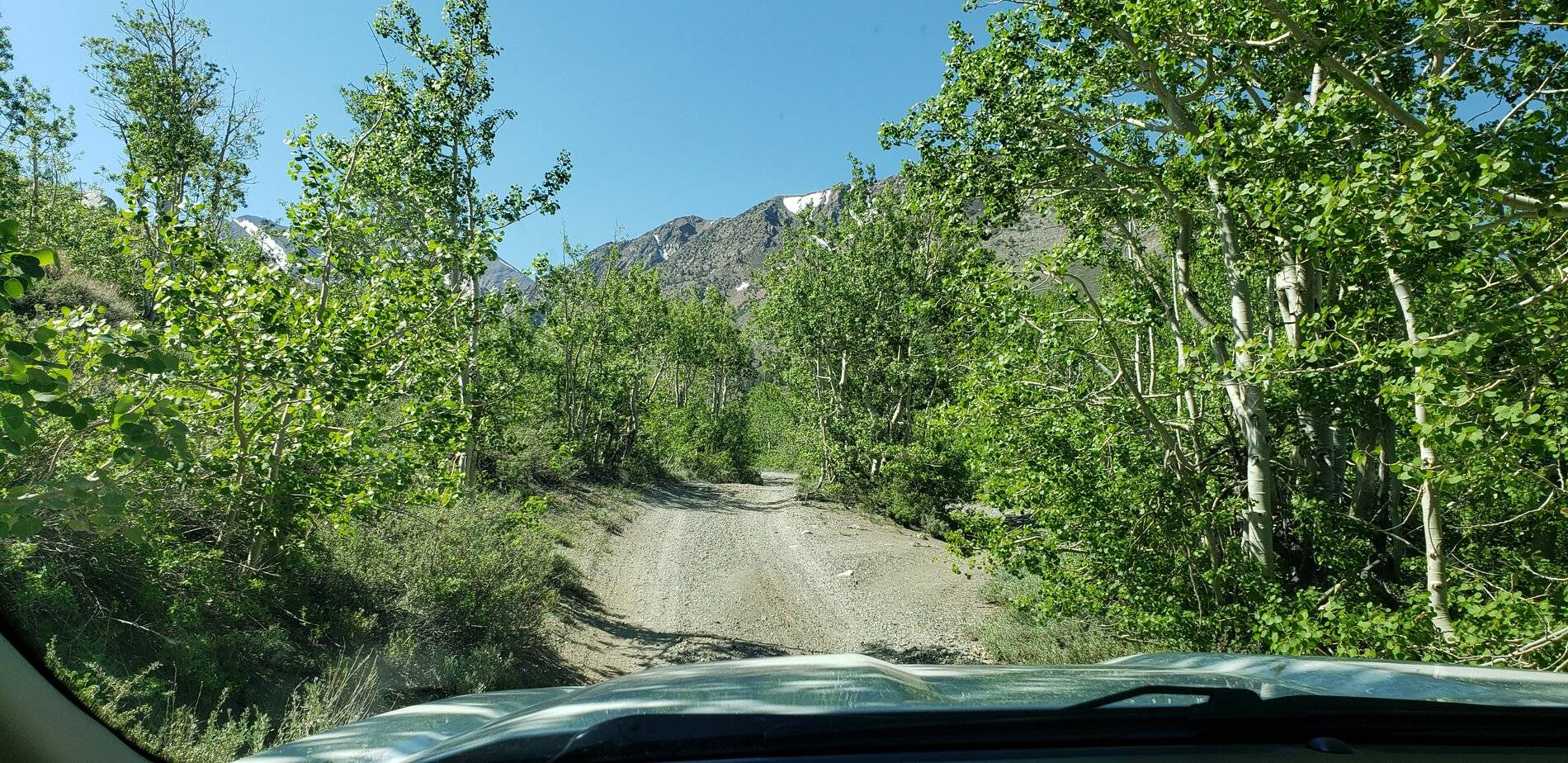 2021-06-03 Love Me Some Aspen.jpg