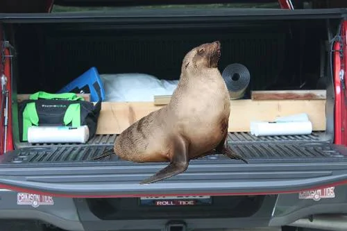 australian tailgate seal.webp