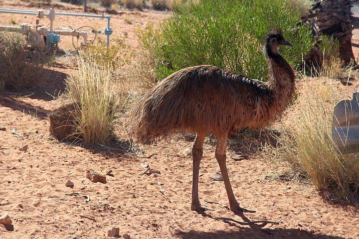 EMU.jpg