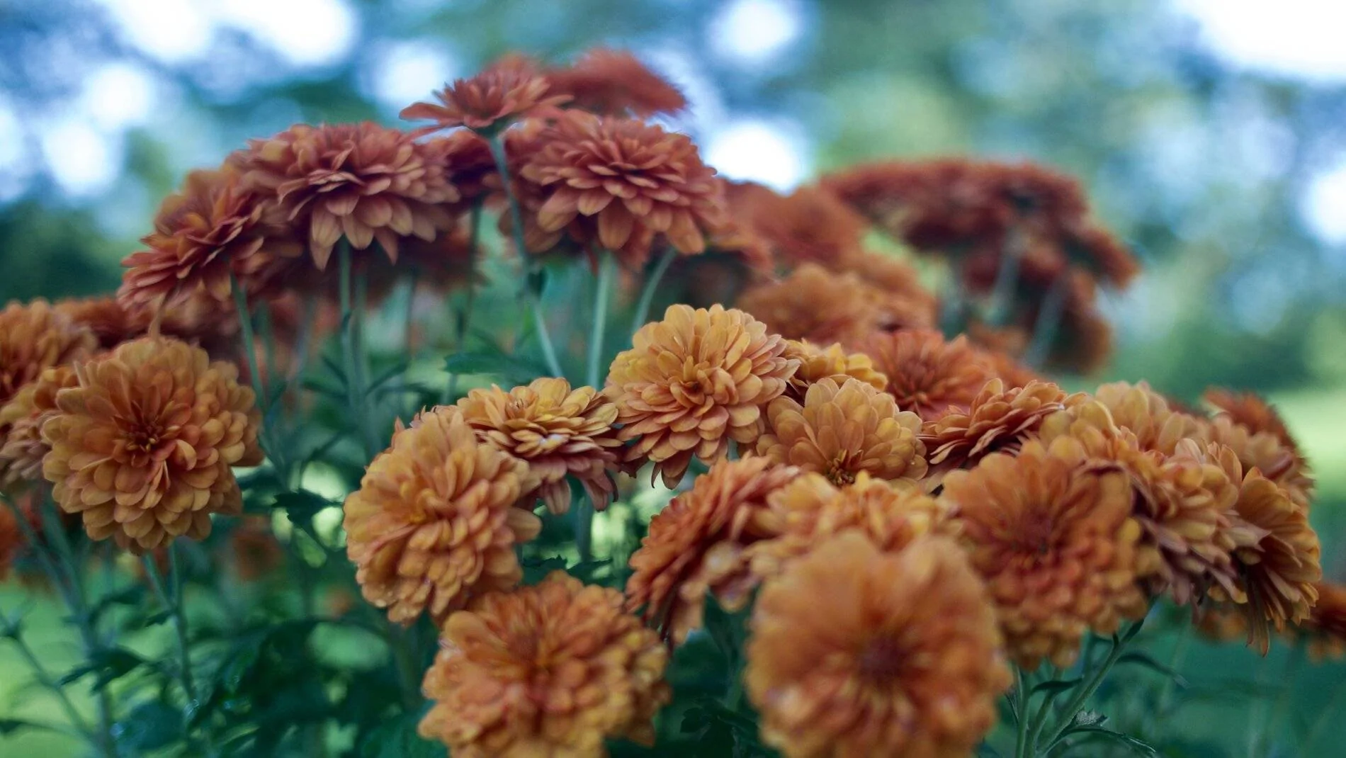 _1070258.webp