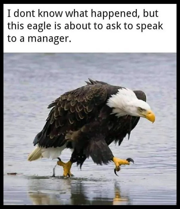 Eagle.webp