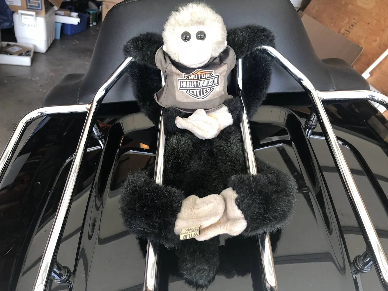 Monkey 19.99.webp
