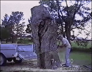 Tree.gif