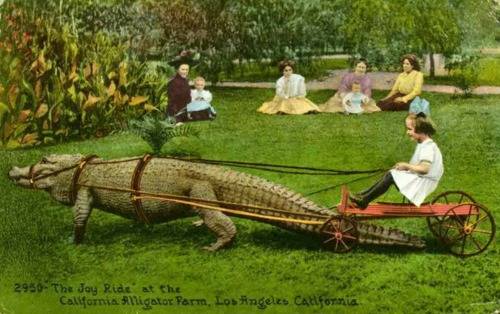 Alligator-Ride.jpg