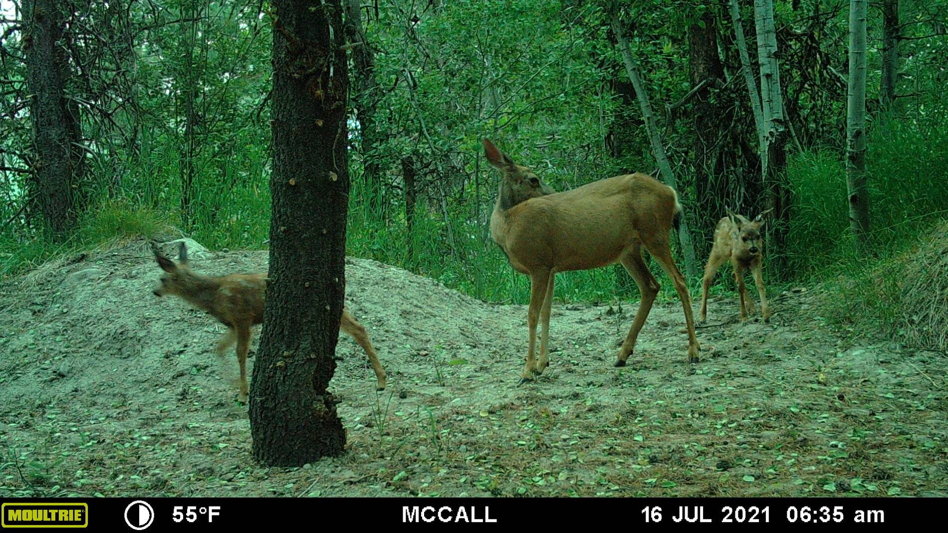 Deer 0716.JPG
