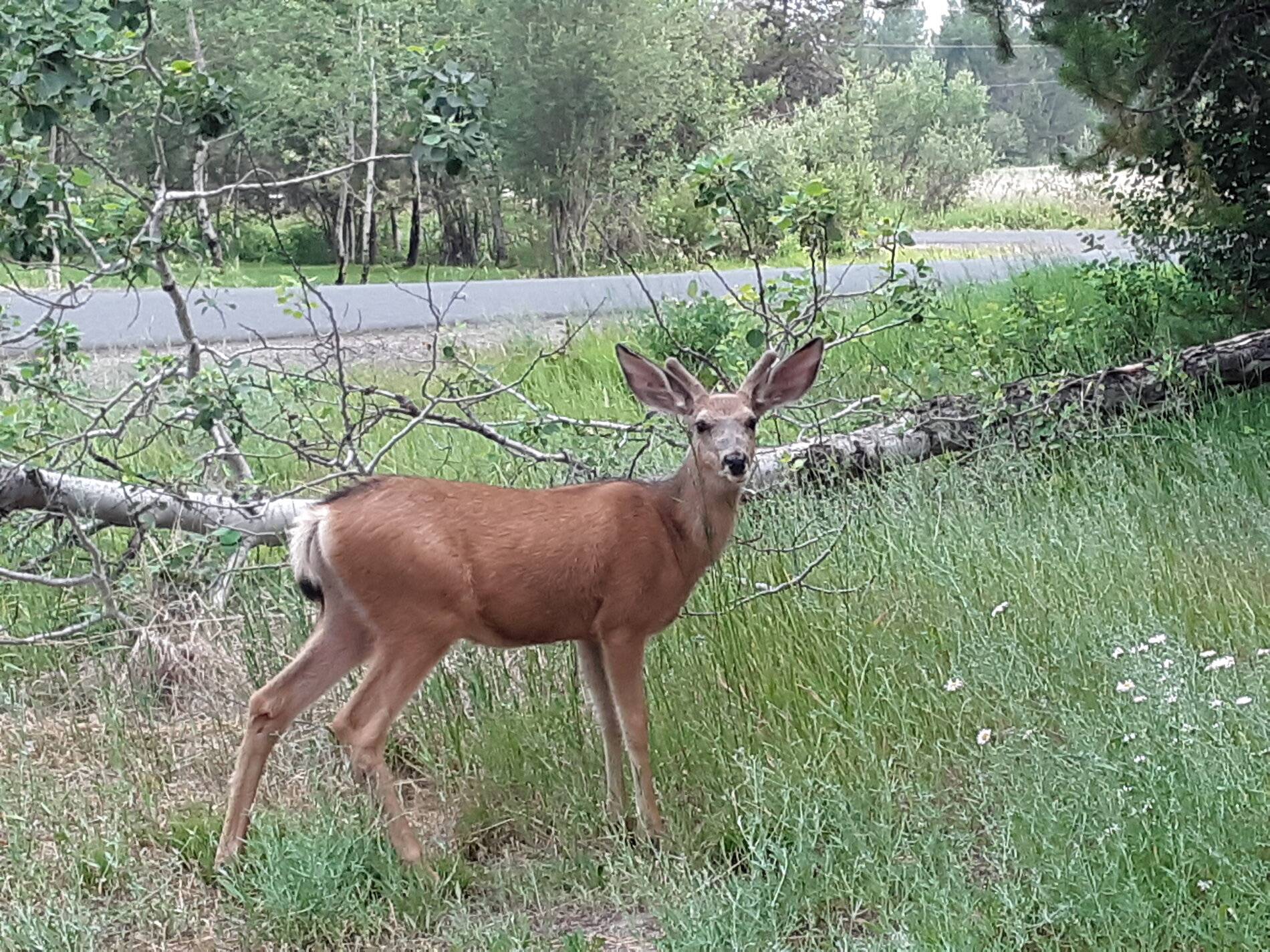 Buck 0716.jpg