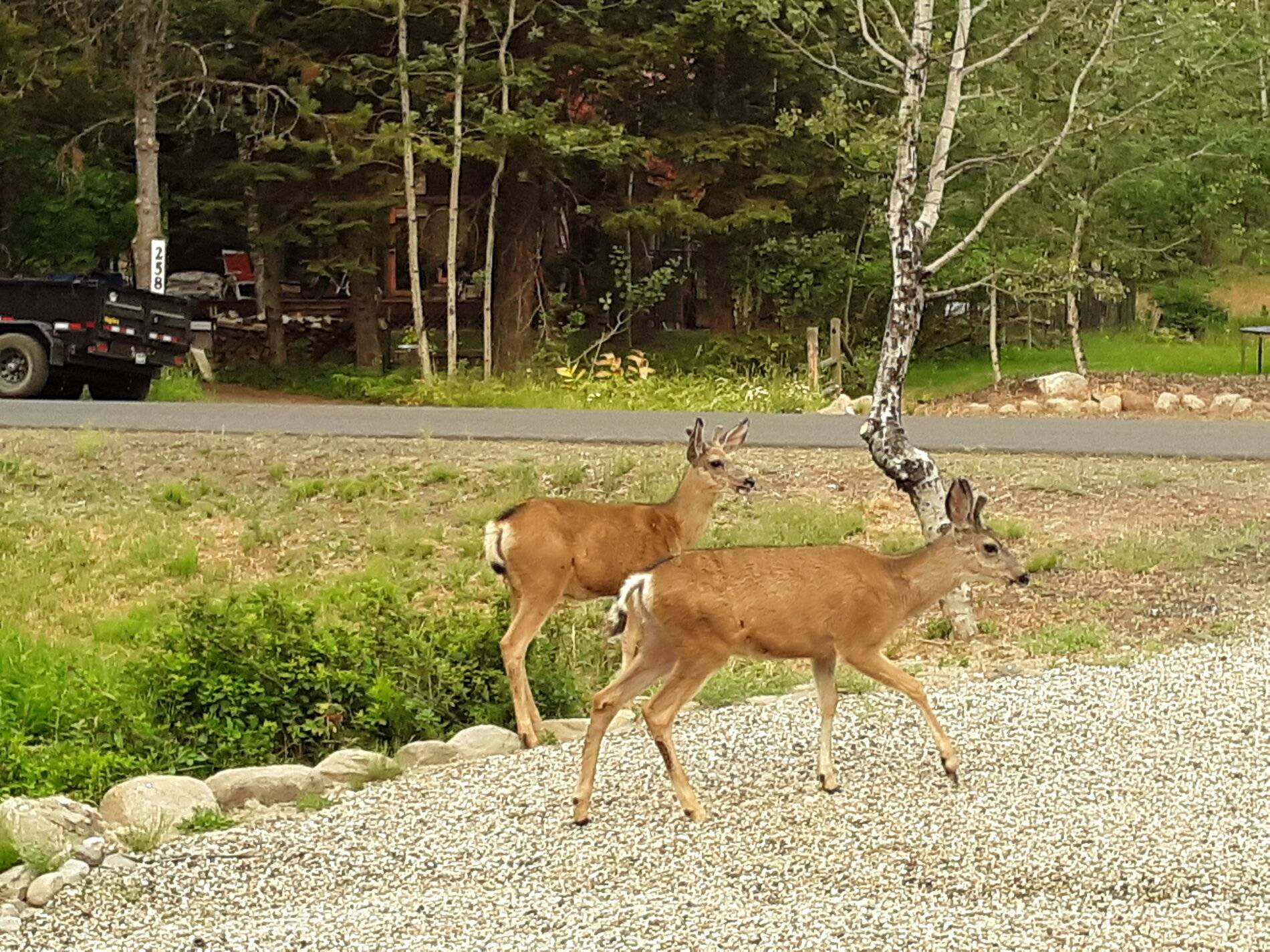 Deer 0716.JPG