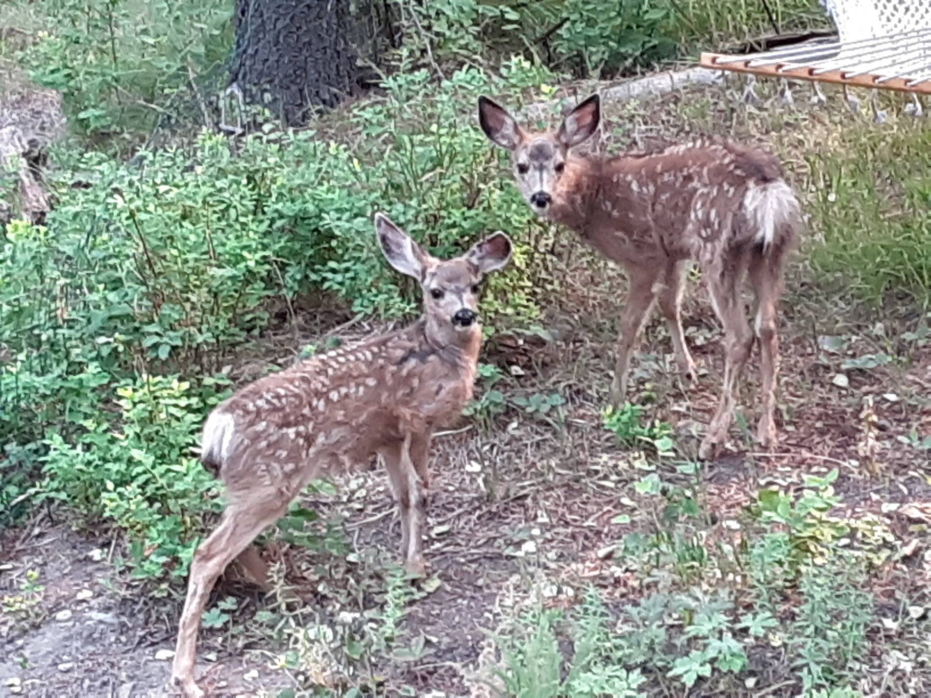 Fawn.jpg